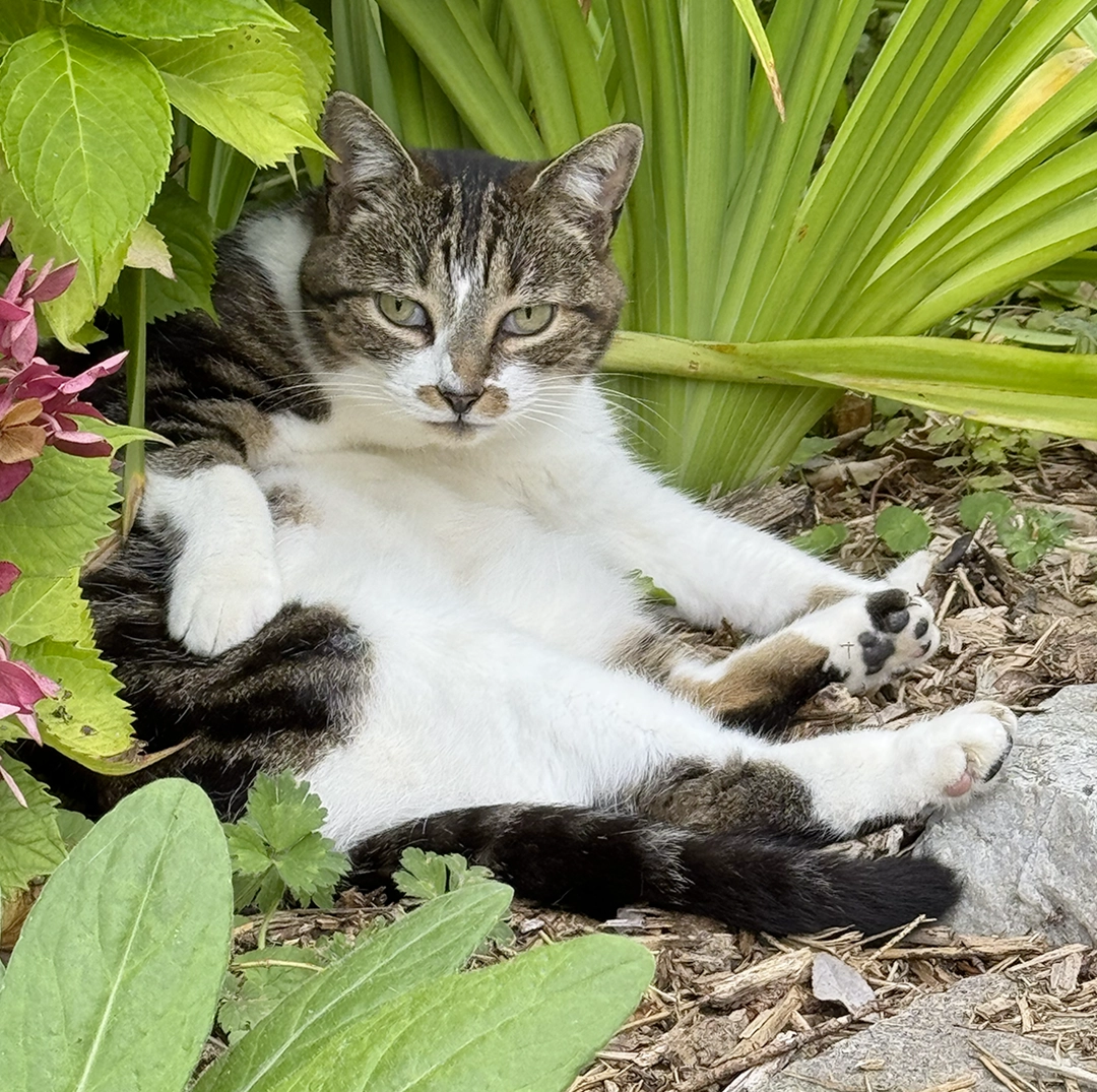 Les chats de Sophie