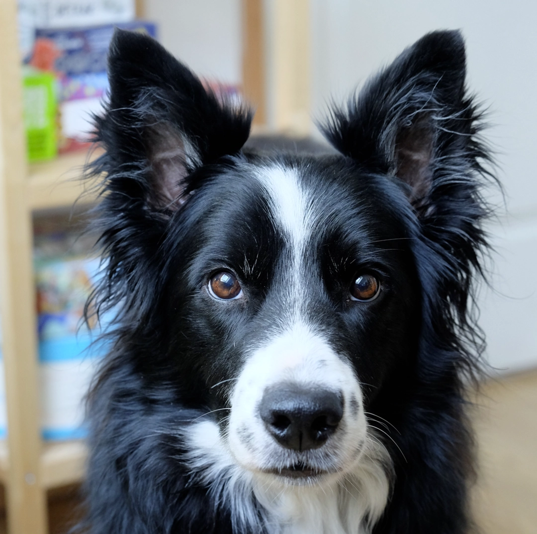 Louxor, le chien de Sophie